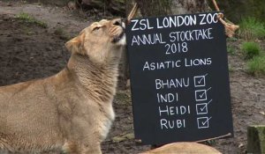 Inventaire annuel des animaux du zoo de Londres