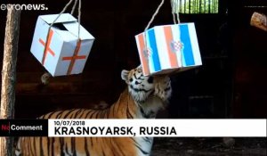 La Croatie victorieuse face à l'Angleterre... selon un tigre russe