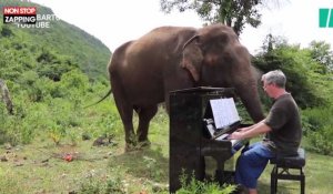 Thaïlande : Un pianiste fait danser des éléphants blessés (Vidéo)
