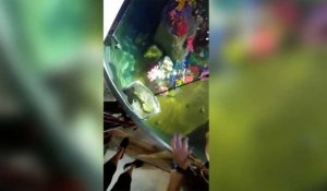 Un requin volé dans un aquarium au Texas