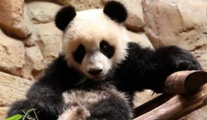 Joyeux anniversaire Yuan Meng le panda !
