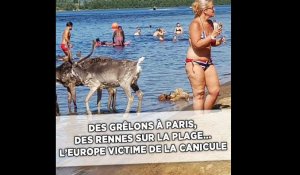 Des rennes sur la plage, une piscine dans une gare... Les images insolites de la canicule en Europe
