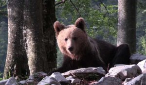 Vivre avec les ours, le pari de la Slovénie