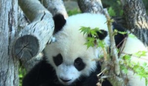 A Beauval, le bébé panda fête son premier anniversaire
