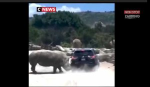 Mexique : un rhinocéros charge une voiture en plein zoo (Vidéo)