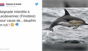 Finistère : un dauphin en rut apeure les baigneurs.