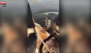 Australie : Un crocodile attaque le bateau d'un pêcheur (Vidéo)