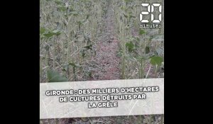 Gironde: Des milliers d'hectares de cultures détruits par la grêle