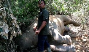 Une éléphante de Sumatra "empoisonnée" en Indonésie (police)