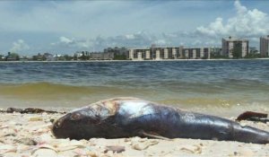 En Floride, une marée rouge décime la faune aquatique