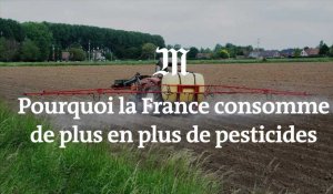 Pesticides : pourquoi la France en consomme de plus en plus