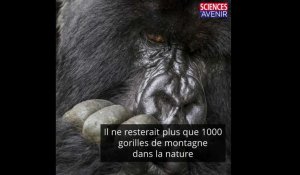 Le plus ancien parc naturel d'Afrique célèbre la naissance de deux gorilles
