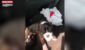 Un homme sauve deux chiens enfermés dans une voiture en pleine canicule (vidéo)