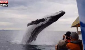 Australie : une baleine saute juste devant un bateau de touristes (vidéo)