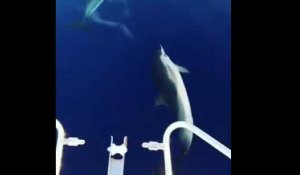 Des dauphins aperçus à Calvi
