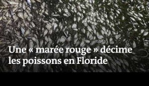 En Floride, des tonnes de poissons décimés par une « marée rouge »