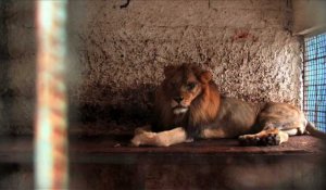 Albanie: onze animaux sauvés d'un zoo qualifié d'"enfer"