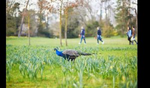 Paris. Des organes découverts dans une mare du bois de Boulogne