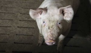 Peste porcine en Chine. Réunion d'urgence de la FAO à Bangkok