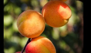 Amandes d'abricots : à consommer avec modération à cause du cyanure