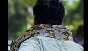 Inde : il pose avec un python et échappe de justesse à l'étranglement