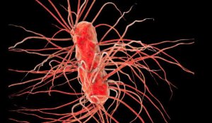 Bactérie E. coli. Rappel de steaks hachés chez Leclerc, Auchan, Intermarché et Super U
