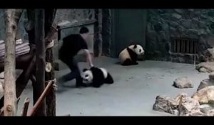 Chine. Des bébés pandas maltraités, le web s'enflamme