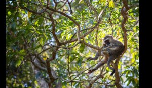Guadeloupe. Inquiétudes après la découverte de singes verts
