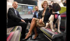 Les chiens renifleurs, nouveaux agents de la SNCF