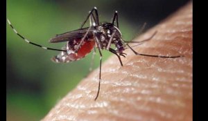 Santé. Invasion de moustiques tigres dans le Lot-et-Garonne