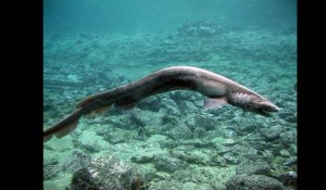 VIDEO. Un requin-lézard préhistorique capturé au large du Portugal