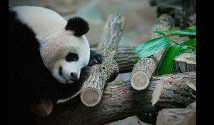 Zoo de Beauval. La femelle panda, Huan Huan, attend des jumeaux