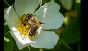 Allergies. Alerte sur les pollens de graminées