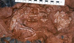 Dinosaure. L'embryon Baby Louie identifié 20 ans après sa découverte