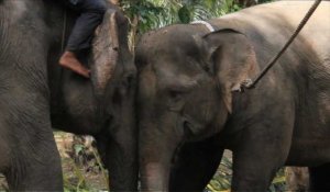 Un éléphant sauvage expulsé à l'aide d'éléphants apprivoisés