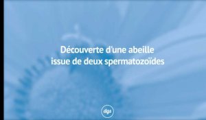 Découverte d'une abeille issue de deux spermatozoïdes