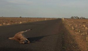 Australie: sécheresse de tous les dangers pour les kangourous