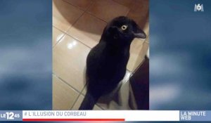 Illusion d'optique : Est-ce un chat ou un corbeau ? - ZAPPING ACTU HEBDO DU 04/11/2018
