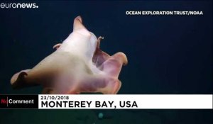 Une pieuvre "Dumbo" repérée au large des côtes californiennes