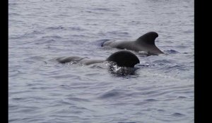 Nouvelle-Zélande. Près de 150 dauphins pilotes meurent sur une plage isolée