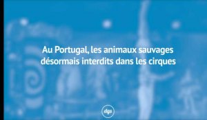 Au Portugal, les animaux sauvages désormais interdits dans les cirques