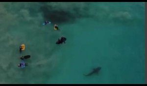 Australie : 400 requins encerclent un groupe d'enfants, les images terrifiantes (vidéo) 