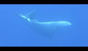 Une raie Manta filmée dans la baie de Calvi