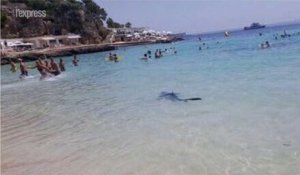 Majorque: un requin bleu effraie les vacanciers