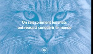 On sait comment les chats ont réussi à conquérir le monde