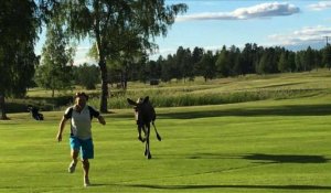 Suède: un joueur de golf poursuivi par un élan