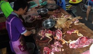 Chine: la fête de la viande de chien débute comme prévu