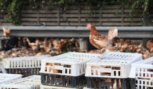 Liberté éphémère pour des milliers de poules sur une autoroute