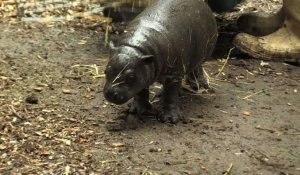 Naissance d'un bébé hippopotame nain dans un zoo chilien