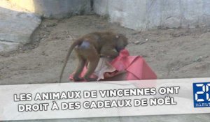 Les animaux de Vincennes ont aussi droit à des cadeaux de Noël